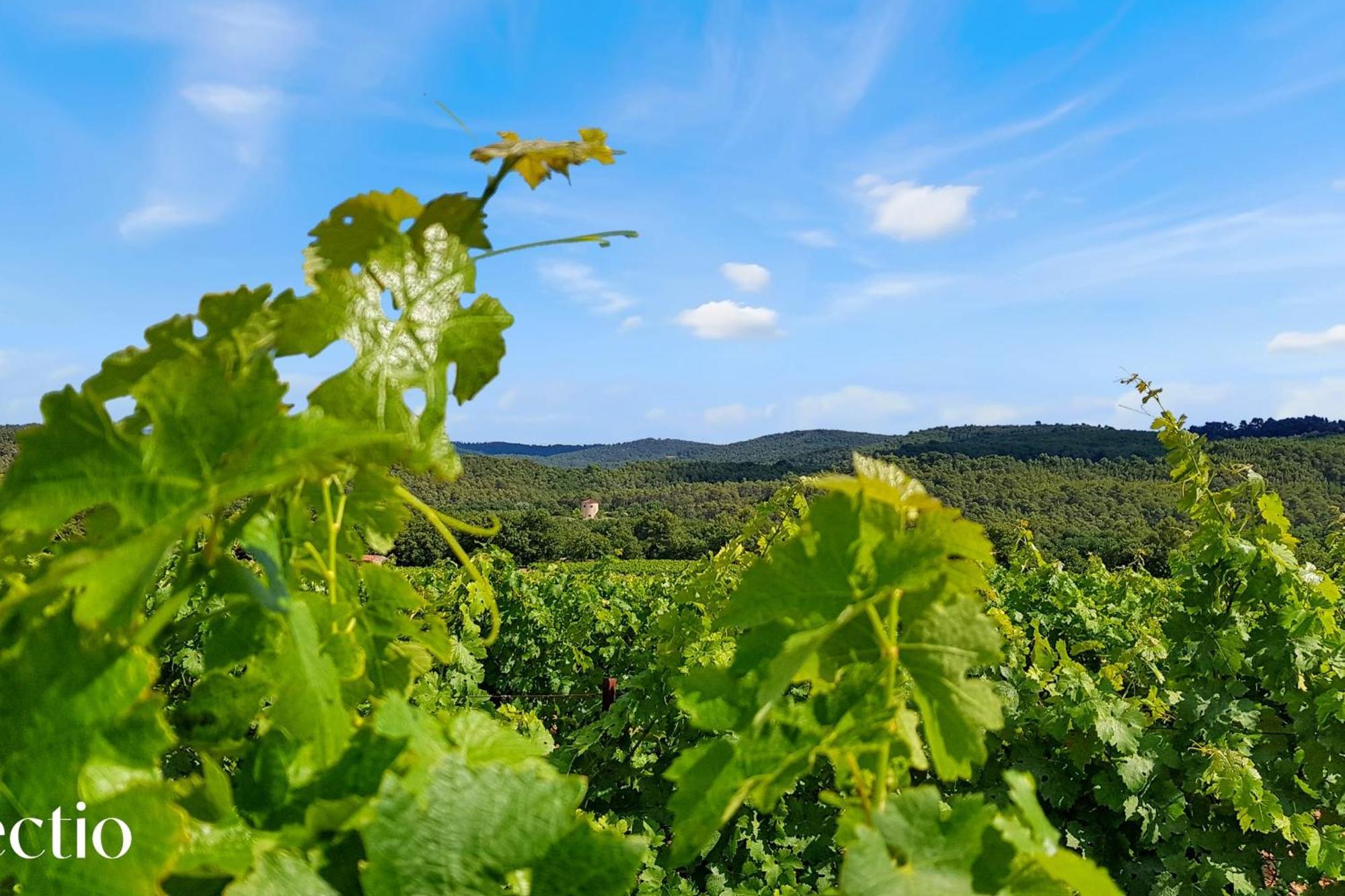 Le Puy-Sainte-Réparade Bastide Domaine Tour Campanetsアパートホテル エクステリア 写真