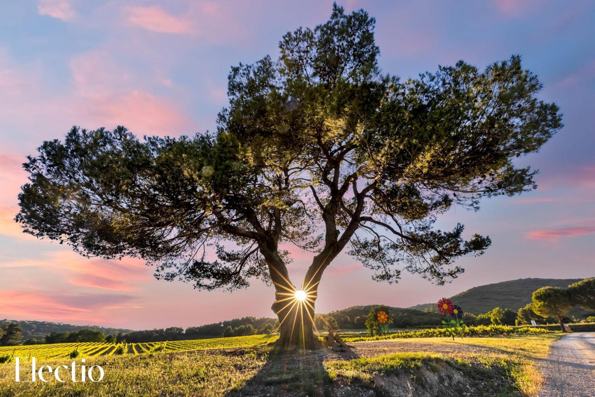 Le Puy-Sainte-Réparade Bastide Domaine Tour Campanetsアパートホテル エクステリア 写真