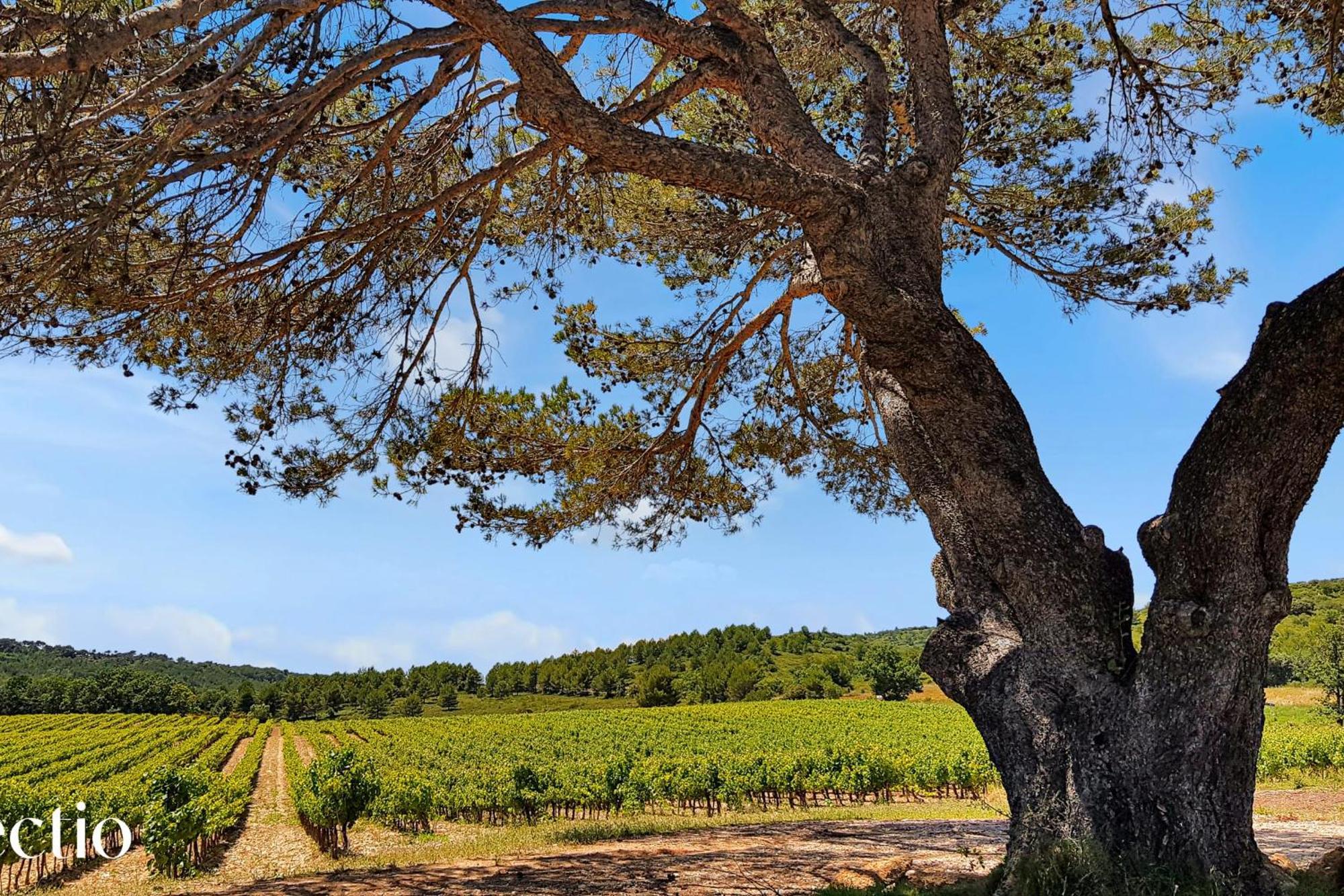 Le Puy-Sainte-Réparade Bastide Domaine Tour Campanetsアパートホテル エクステリア 写真